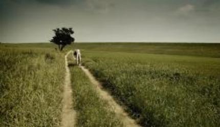 Tokyo Film Fest: THE CLONE RETURNS TO THE HOMELAND Review