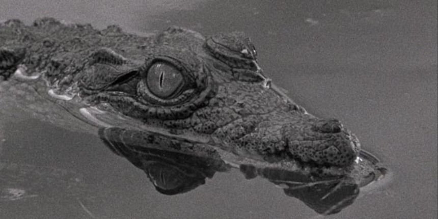 Review: TABU is a Glorious Celebration of Cinema and Crocodiles
