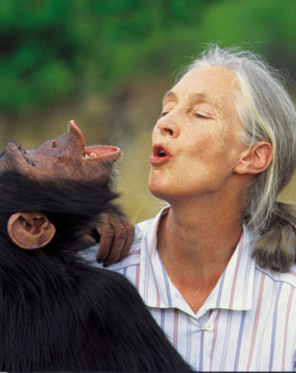 Talking CHIMPANZEE With Dame Jane Goodall, Chimp Lady Extraordinaire