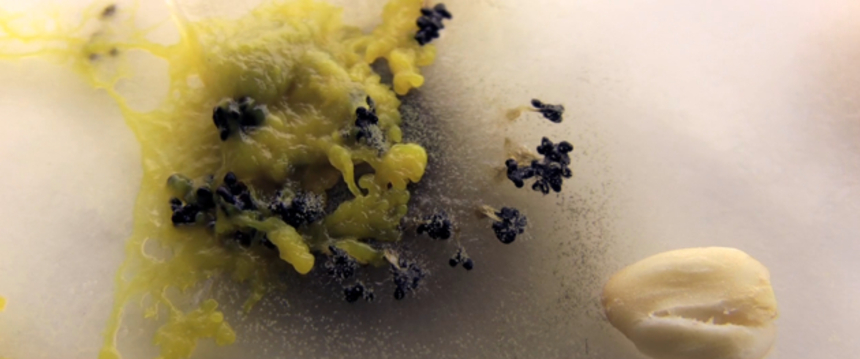 Taste Plasmodial Slime Mould in THE CREEPING GARDEN