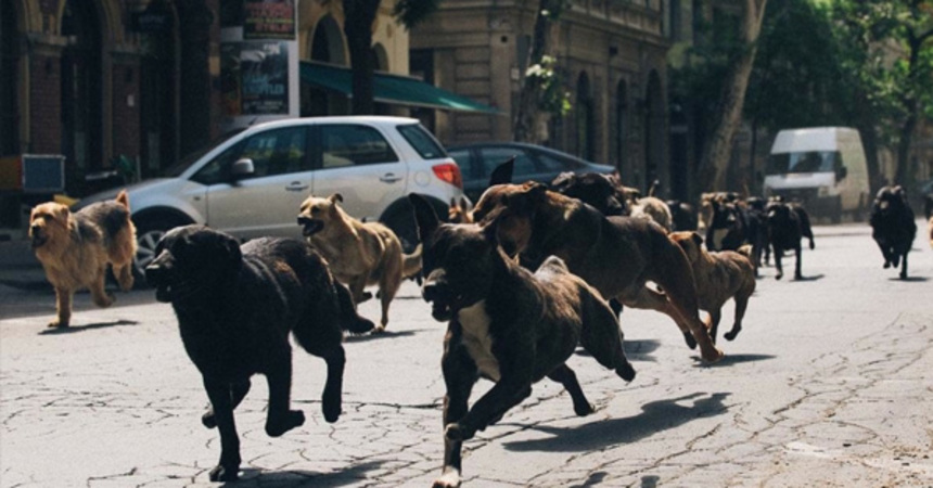 Cannes 2014 Review: WHITE GOD Unleashes The Hounds Of Allegory