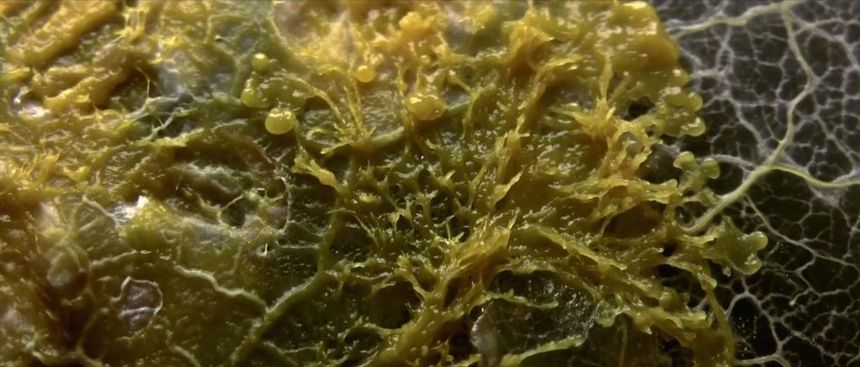 Fantasia 2014 Review: THE CREEPING GARDEN Explores The Brave New World Of Plasmodial Slime Mould