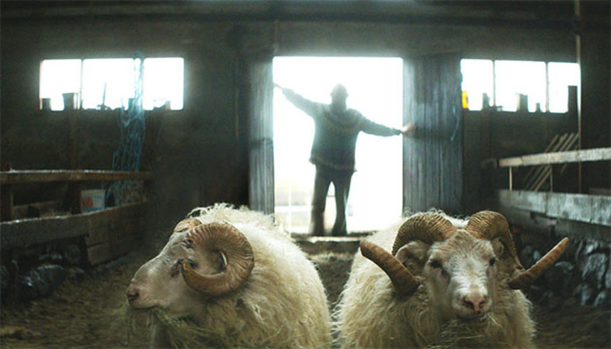 Cannes 2015 Review: RAMS, An Exceptional Tale Of Exceptional Stubbornness