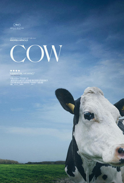 Review: COW, Up Close and Personal