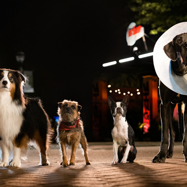 STRAYS Review: This Dog Will Hunt. An Incredibly Filthy Journey With ...